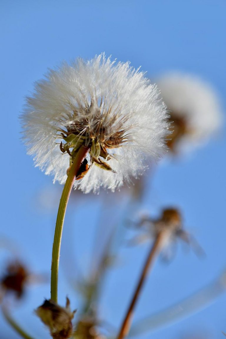 dandelion, flower, asteraceae-5242408.jpg