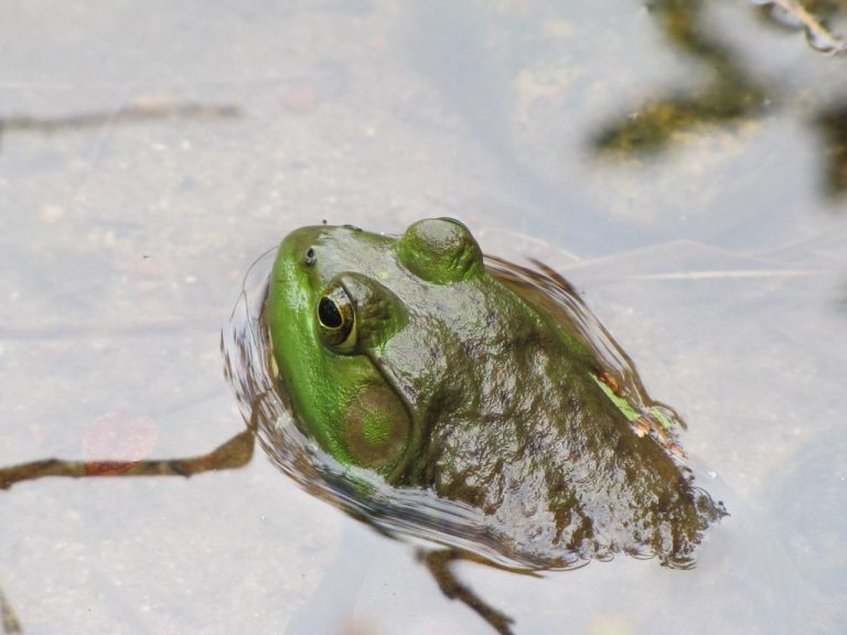 frog, bullfrog, amphibian-2930436.jpg