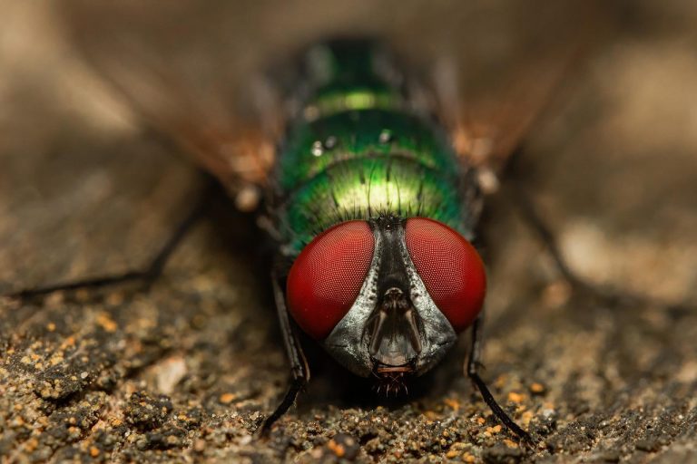 housefly, fly, insect-6399211.jpg