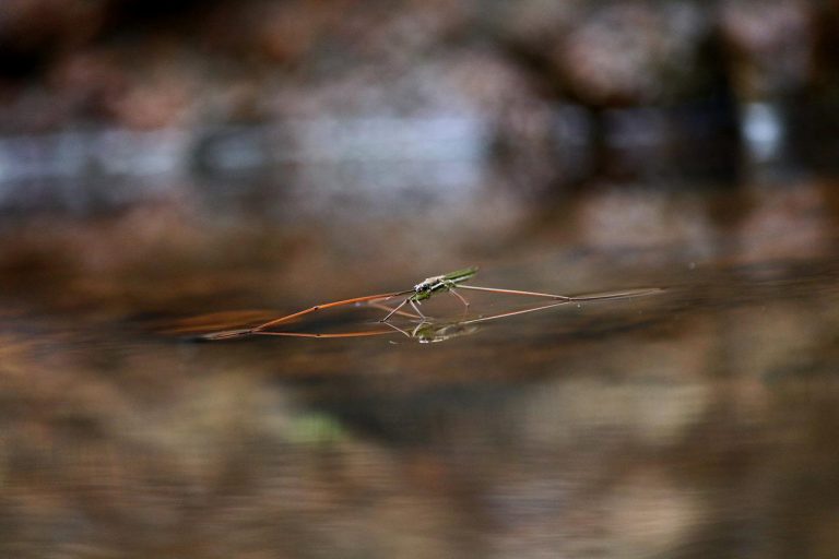 water strider, insect, water-2148998.jpg